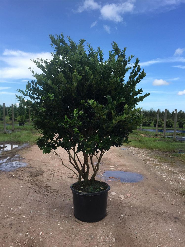 ligustrum-lucidum-glossy-privet-chinese-privet