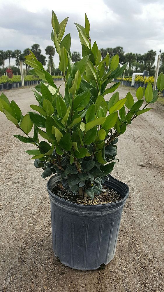 ligustrum-lucidum-glossy-privet-chinese-privet