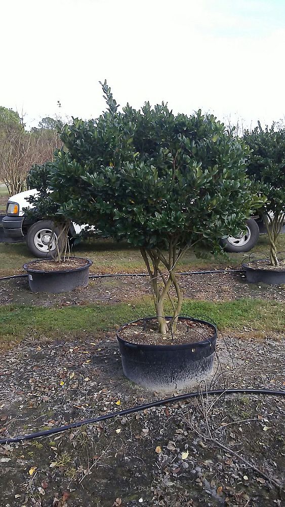 ligustrum-lucidum-glossy-privet-chinese-privet