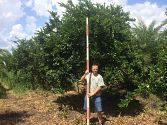 ligustrum-lucidum-glossy-privet-chinese-privet