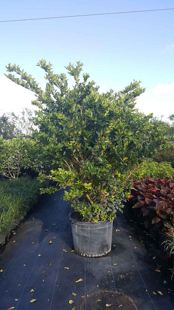 ligustrum-lucidum-glossy-privet-chinese-privet