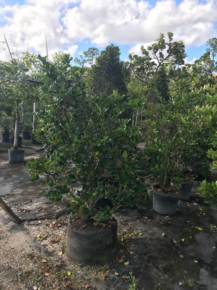 ligustrum-lucidum-glossy-privet-chinese-privet
