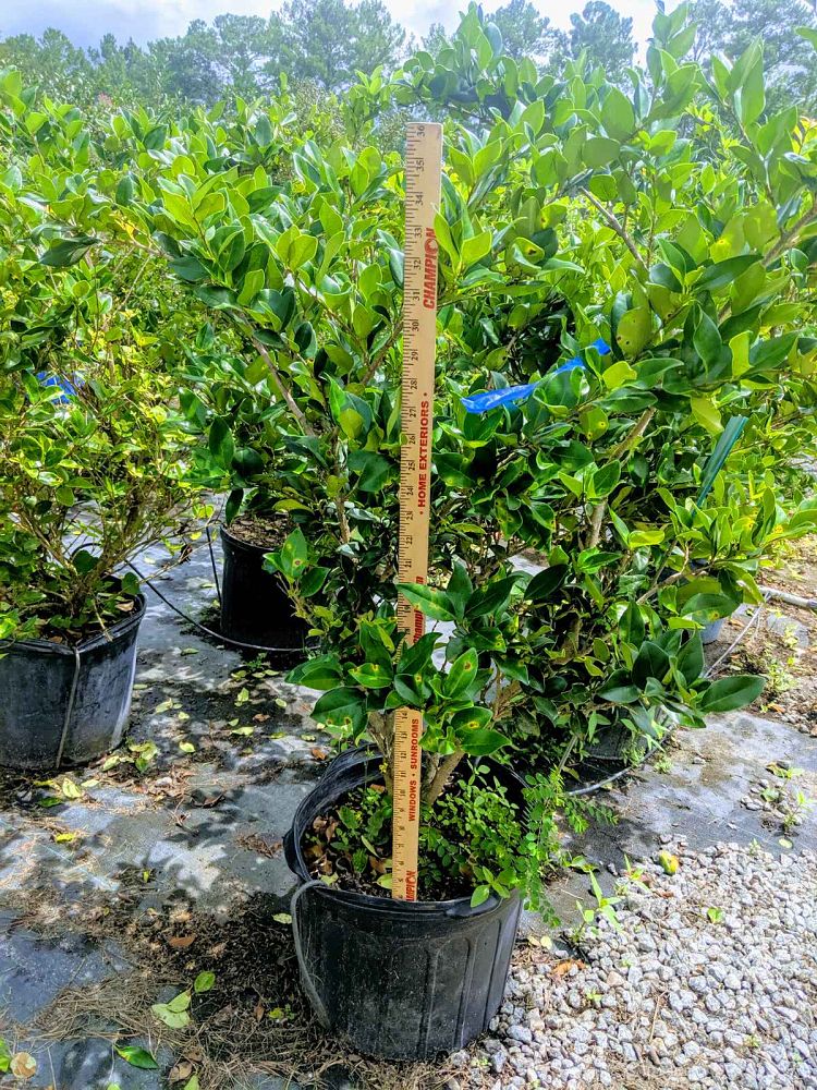 ligustrum-lucidum-glossy-privet-chinese-privet