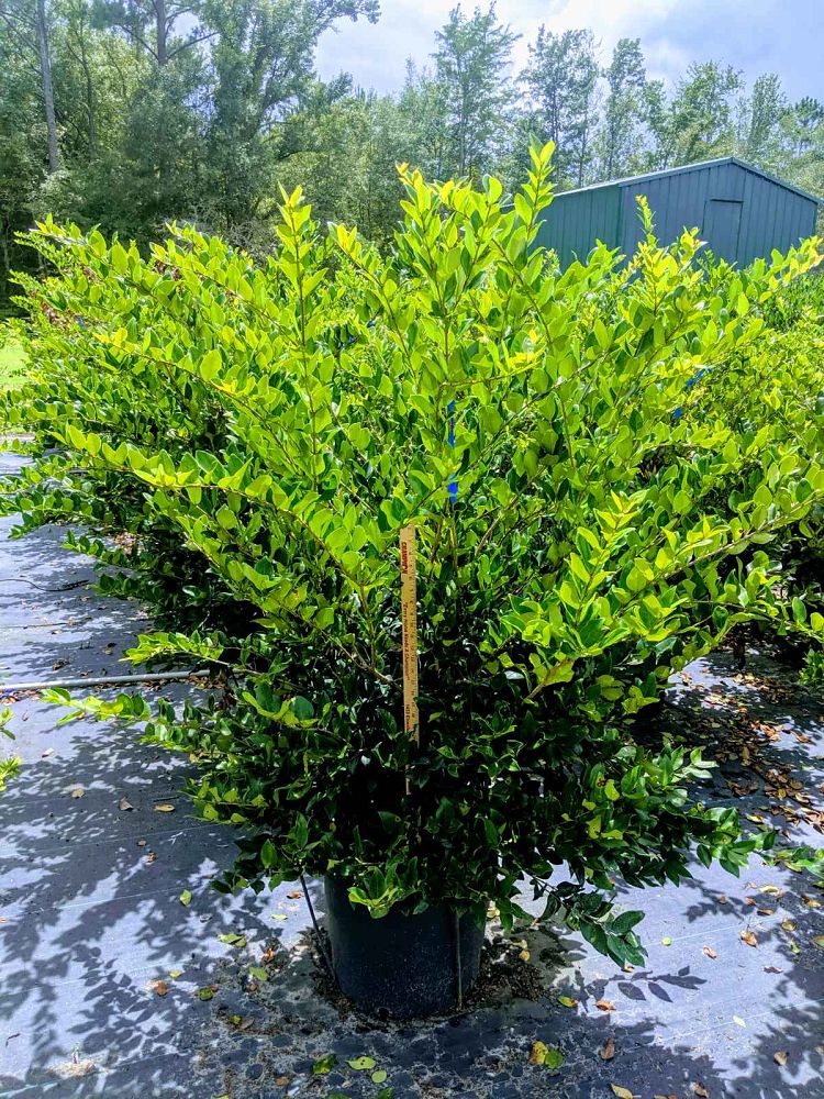 ligustrum-lucidum-glossy-privet-chinese-privet