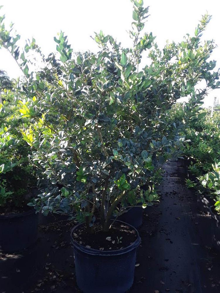 ligustrum-lucidum-glossy-privet-chinese-privet