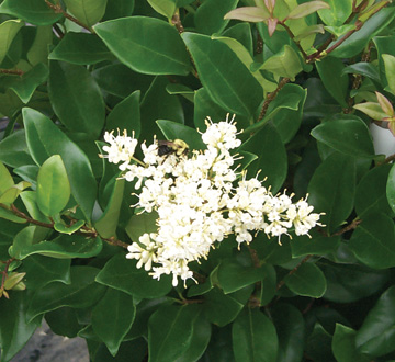 ligustrum-lucidum-glossy-privet-chinese-privet