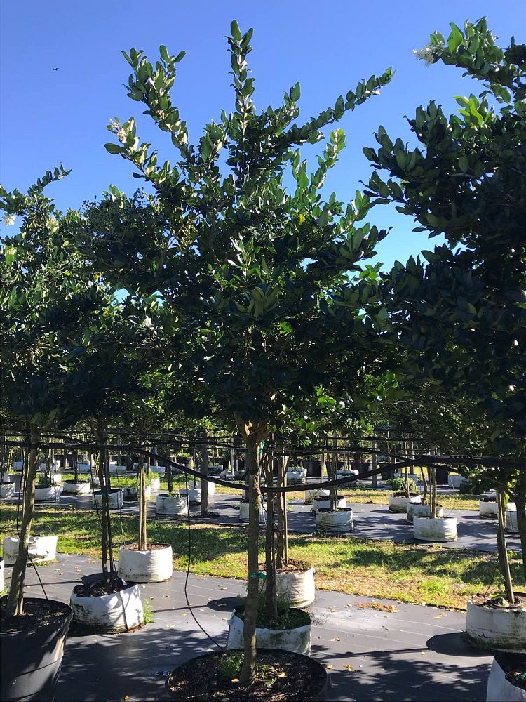 ligustrum-lucidum-glossy-privet-chinese-privet