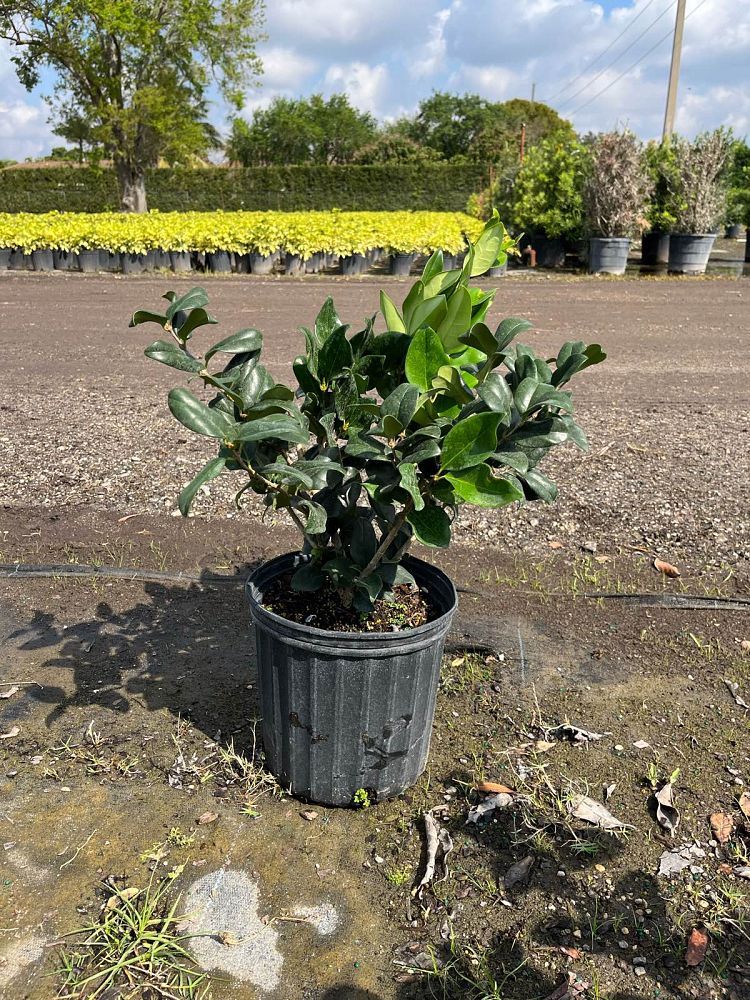 ligustrum-lucidum-glossy-privet-chinese-privet