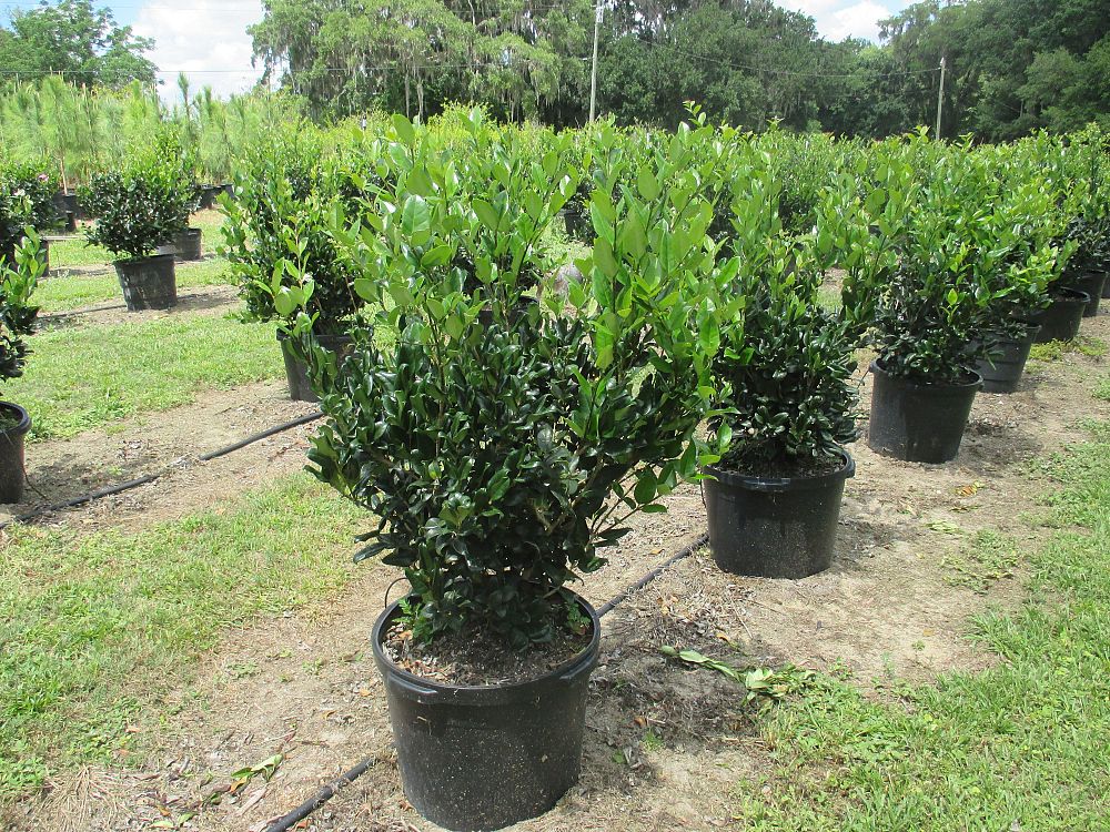 ligustrum-lucidum-glossy-privet-chinese-privet