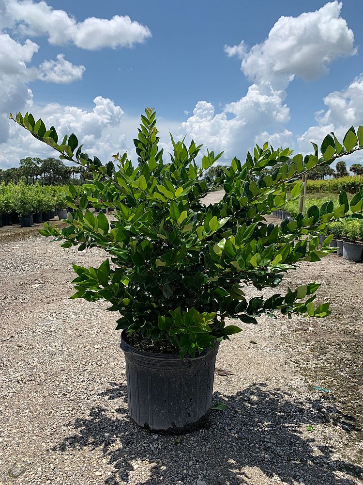 ligustrum-lucidum-glossy-privet-chinese-privet