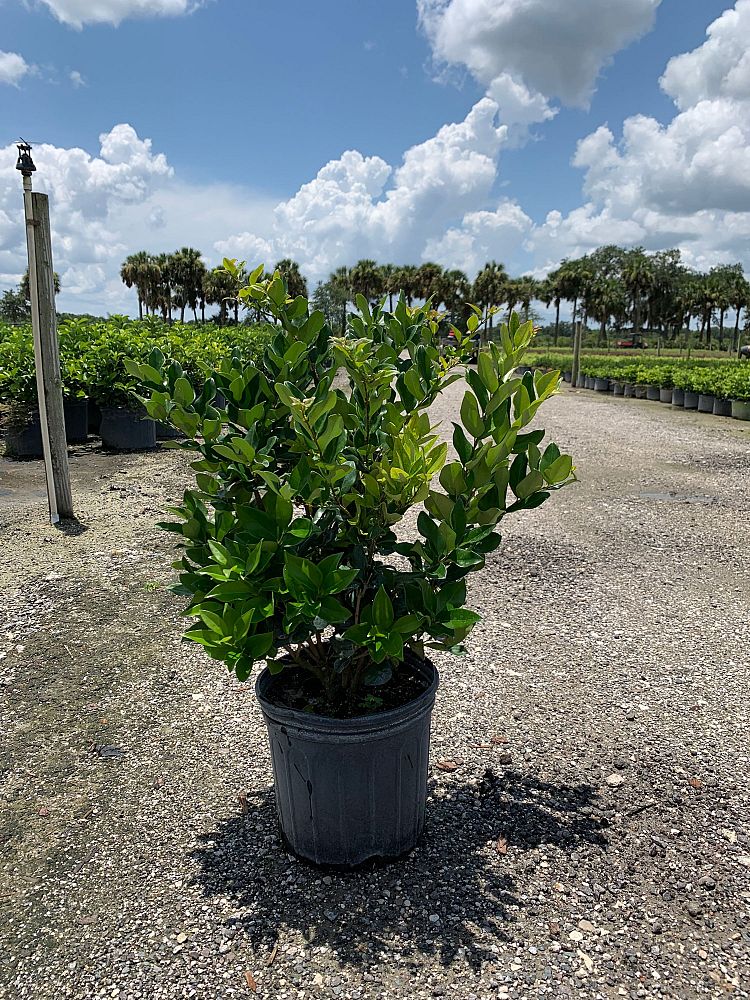ligustrum-lucidum-glossy-privet-chinese-privet