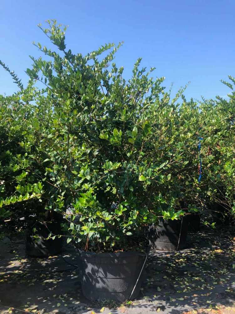 ligustrum-lucidum-glossy-privet-chinese-privet