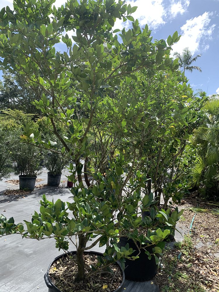 ligustrum-lucidum-glossy-privet-chinese-privet