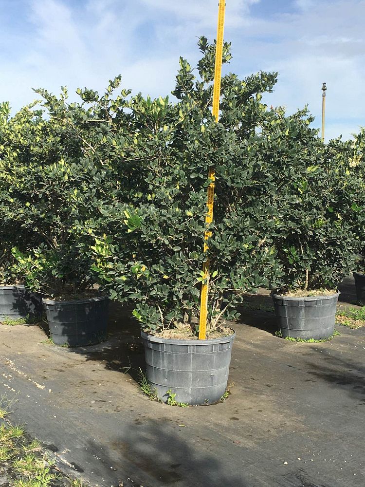 ligustrum-lucidum-glossy-privet-chinese-privet