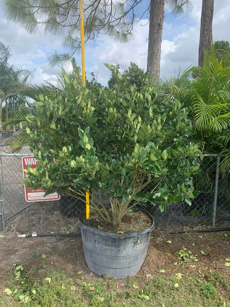 ligustrum-lucidum-glossy-privet-chinese-privet