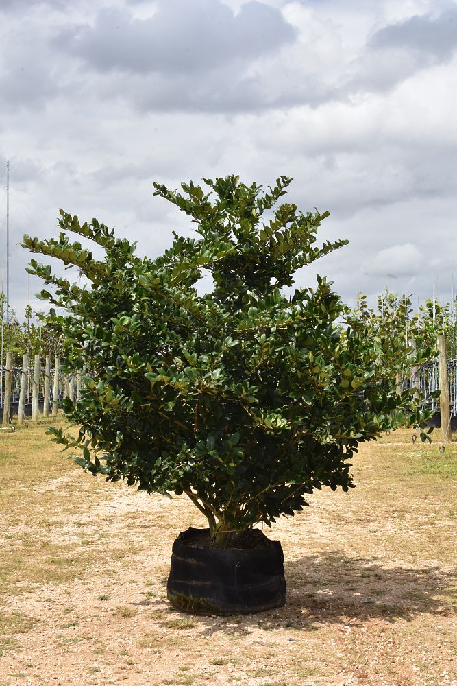 ligustrum-lucidum-glossy-privet-chinese-privet