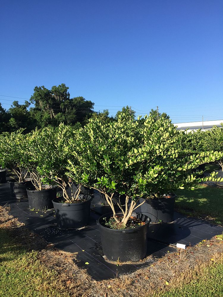 ligustrum-lucidum-glossy-privet-chinese-privet