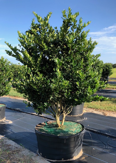 ligustrum-lucidum-glossy-privet-chinese-privet