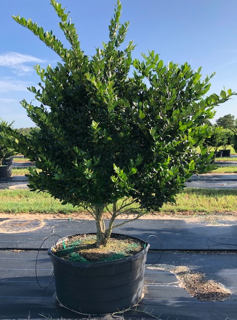 ligustrum-lucidum-glossy-privet-chinese-privet