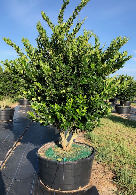 ligustrum-lucidum-glossy-privet-chinese-privet