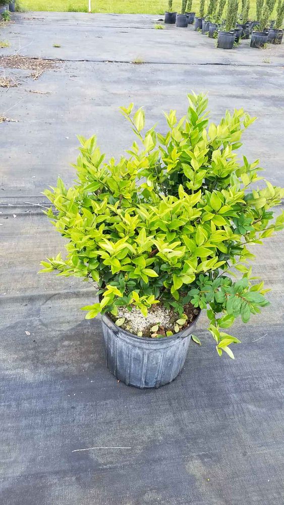 ligustrum-lucidum-glossy-privet-chinese-privet