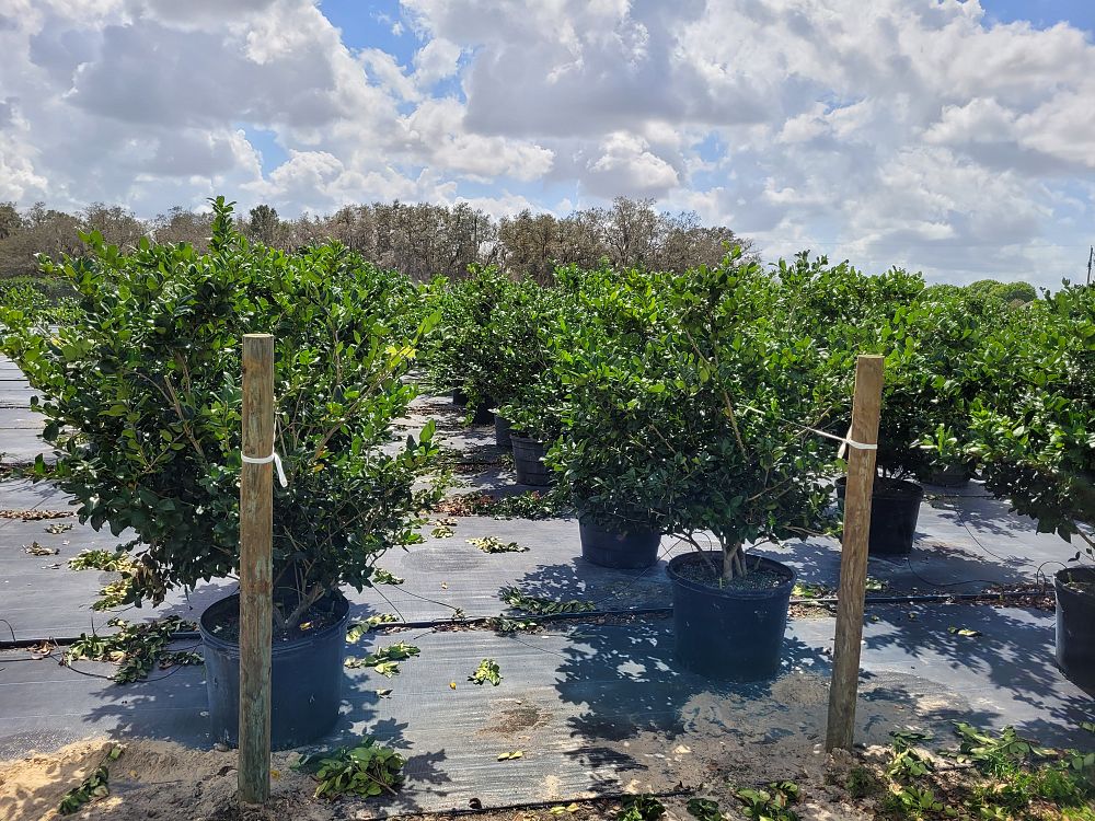 ligustrum-lucidum-glossy-privet-chinese-privet