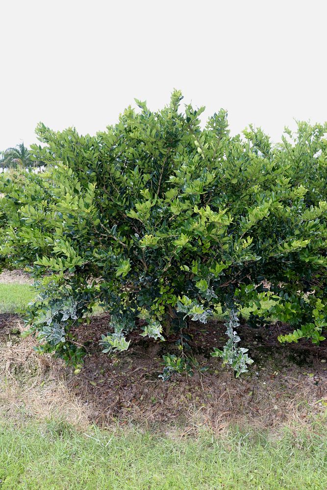 ligustrum-lucidum-glossy-privet-chinese-privet