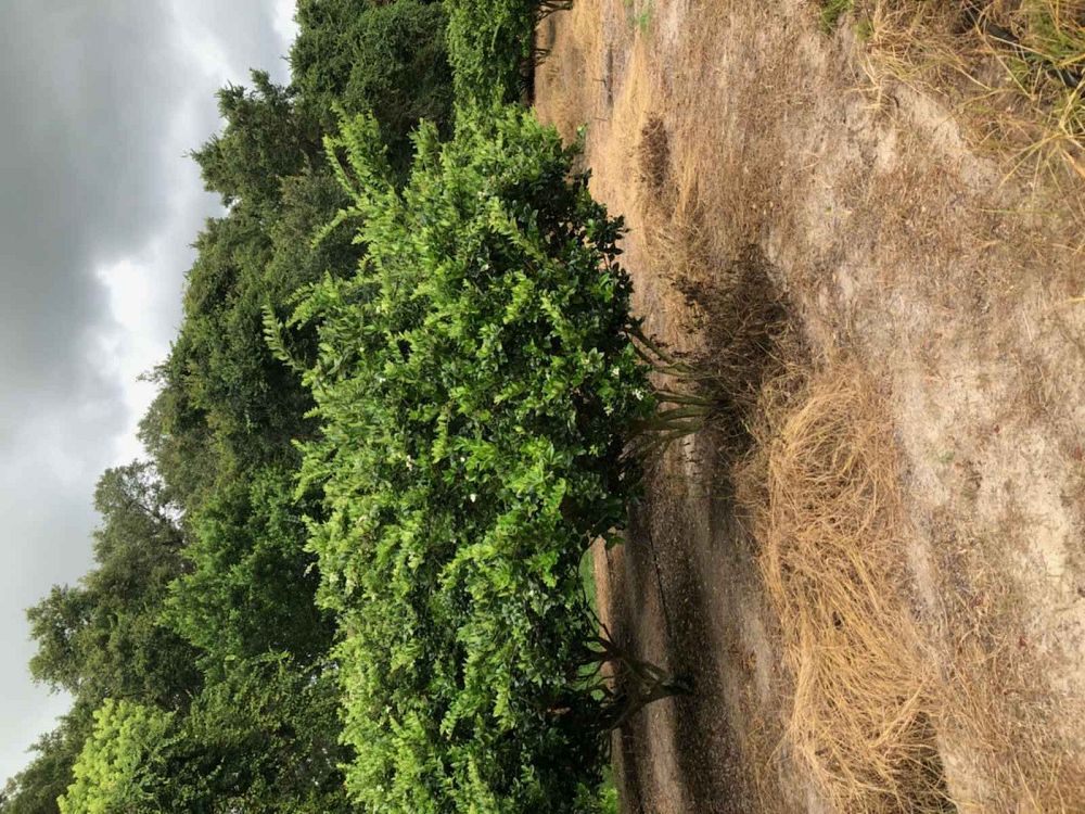 ligustrum-lucidum-glossy-privet-chinese-privet