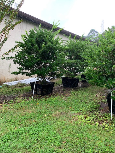 ligustrum-lucidum-glossy-privet-chinese-privet