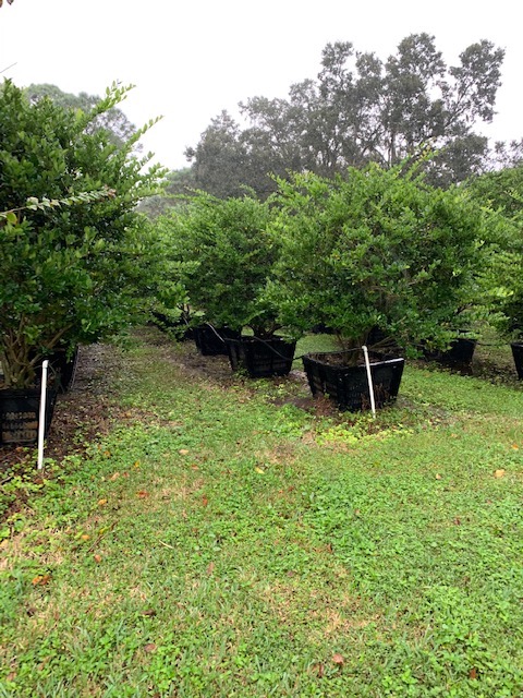 ligustrum-lucidum-glossy-privet-chinese-privet
