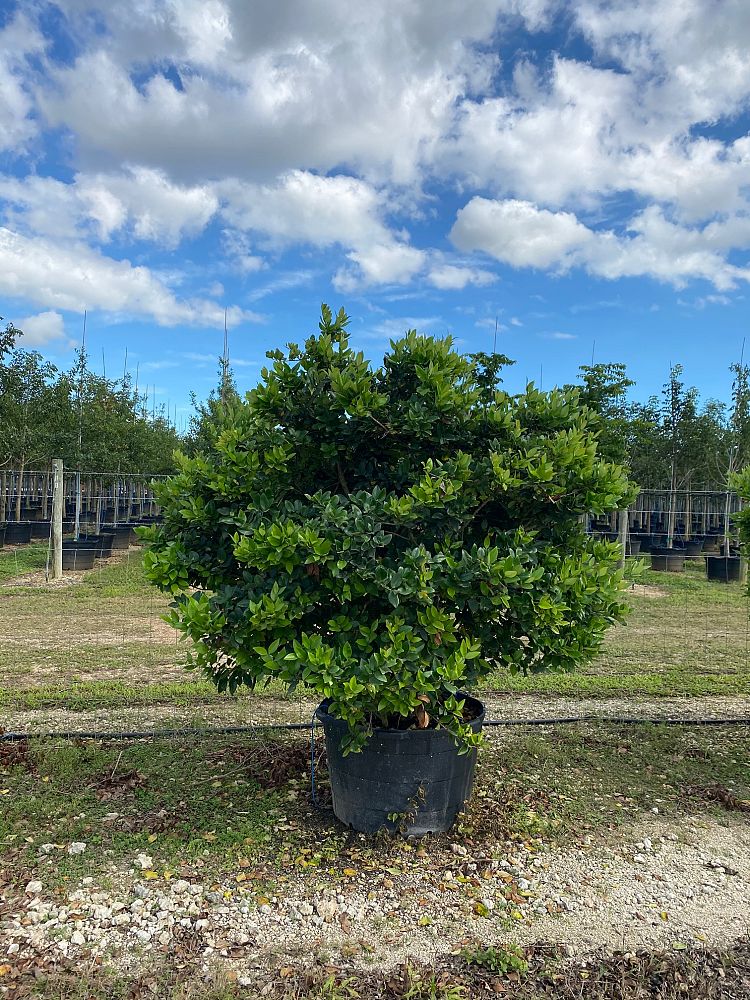 ligustrum-lucidum-glossy-privet-chinese-privet