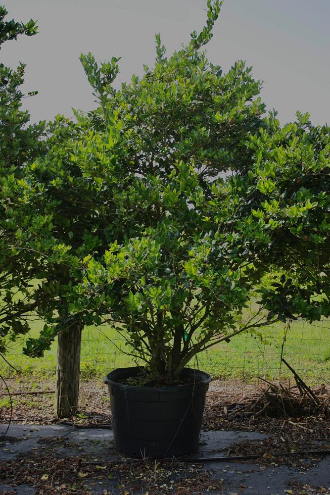 ligustrum-lucidum-glossy-privet-chinese-privet