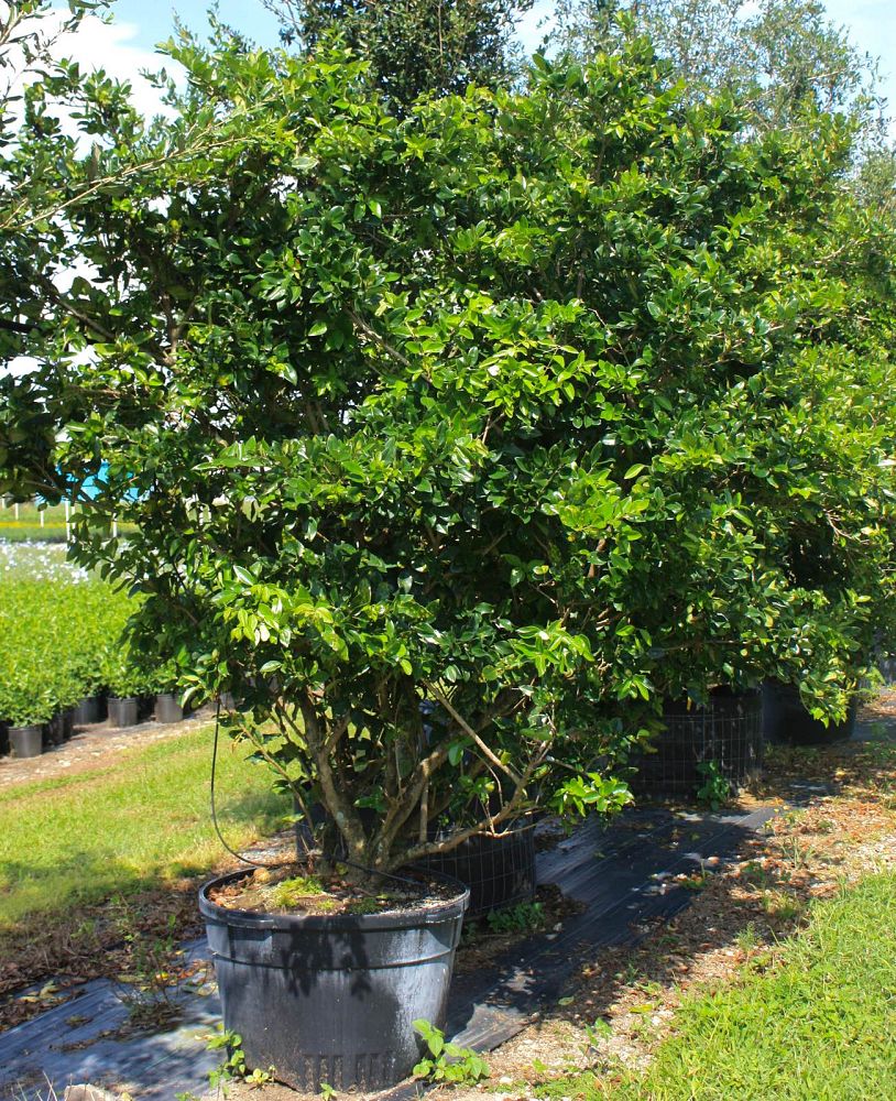 ligustrum-lucidum-glossy-privet-chinese-privet