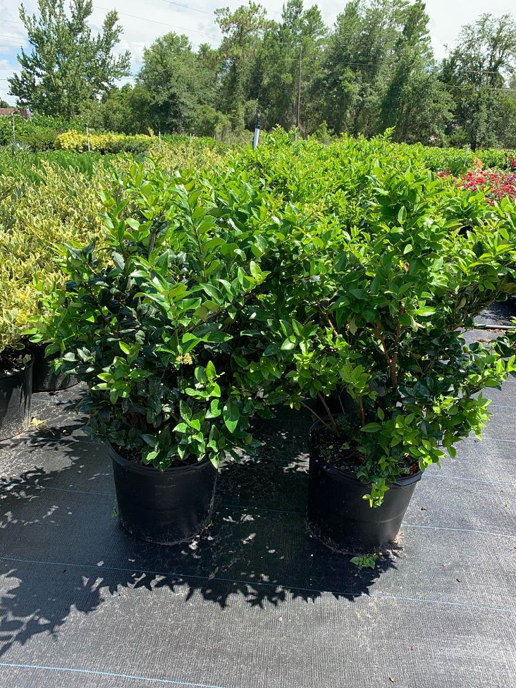 ligustrum-lucidum-glossy-privet-chinese-privet