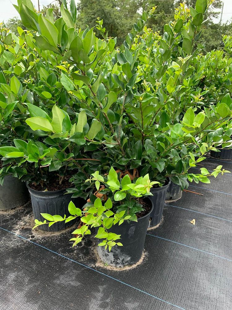 ligustrum-lucidum-glossy-privet-chinese-privet