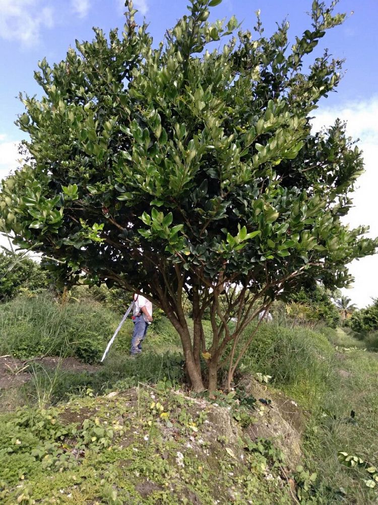 ligustrum-lucidum-glossy-privet-chinese-privet