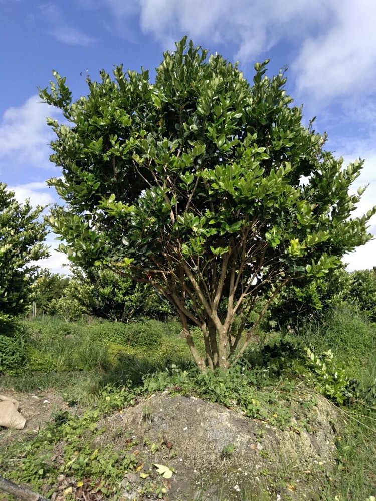 ligustrum-lucidum-glossy-privet-chinese-privet