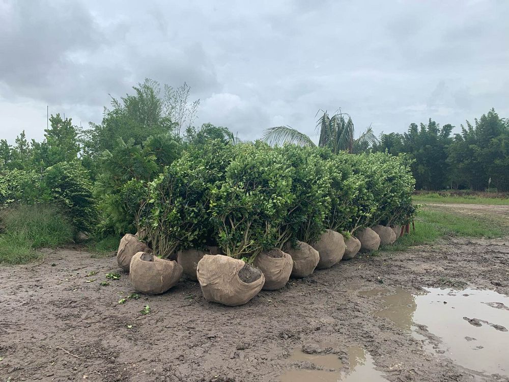 ligustrum-lucidum-glossy-privet-chinese-privet