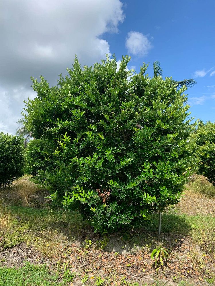 ligustrum-lucidum-glossy-privet-chinese-privet