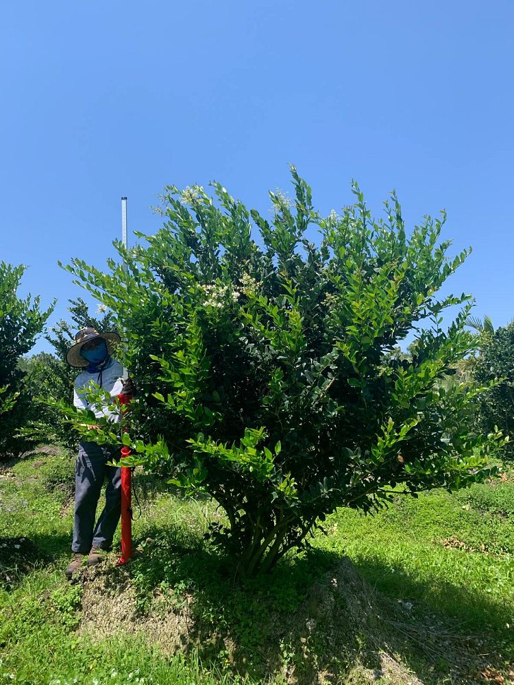 ligustrum-lucidum-glossy-privet-chinese-privet