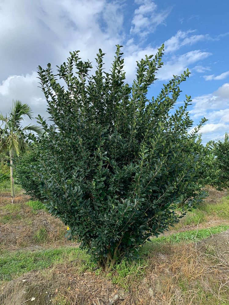 ligustrum-lucidum-glossy-privet-chinese-privet