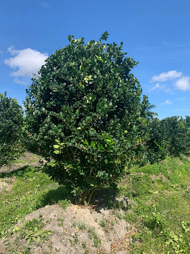 ligustrum-lucidum-glossy-privet-chinese-privet