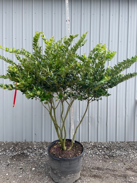 ligustrum-lucidum-glossy-privet-chinese-privet