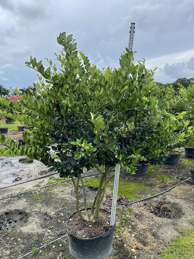 ligustrum-lucidum-glossy-privet-chinese-privet