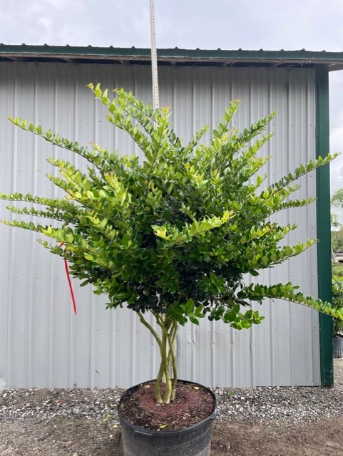 ligustrum-lucidum-glossy-privet-chinese-privet