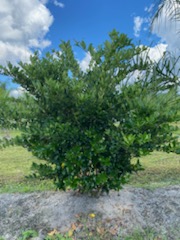 ligustrum-lucidum-glossy-privet-chinese-privet
