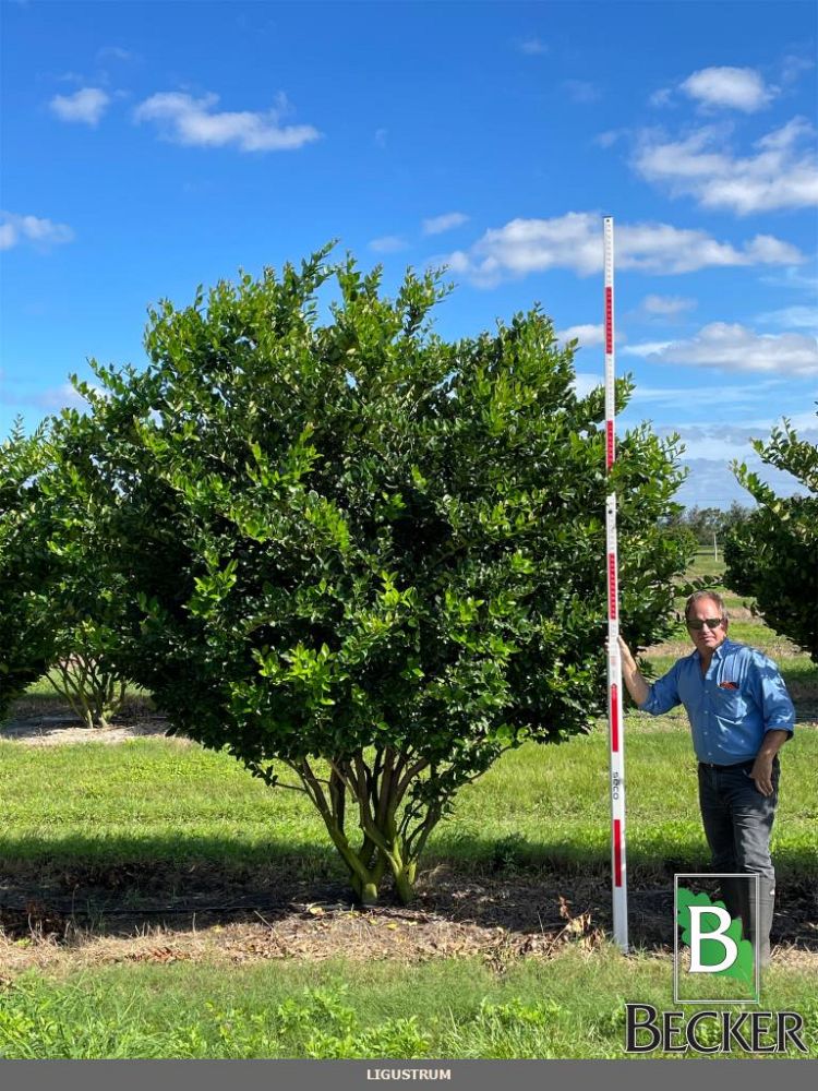 ligustrum-lucidum-glossy-privet-chinese-privet