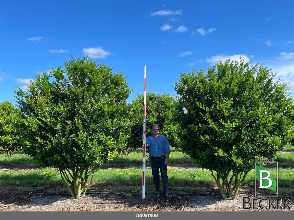 ligustrum-lucidum-glossy-privet-chinese-privet