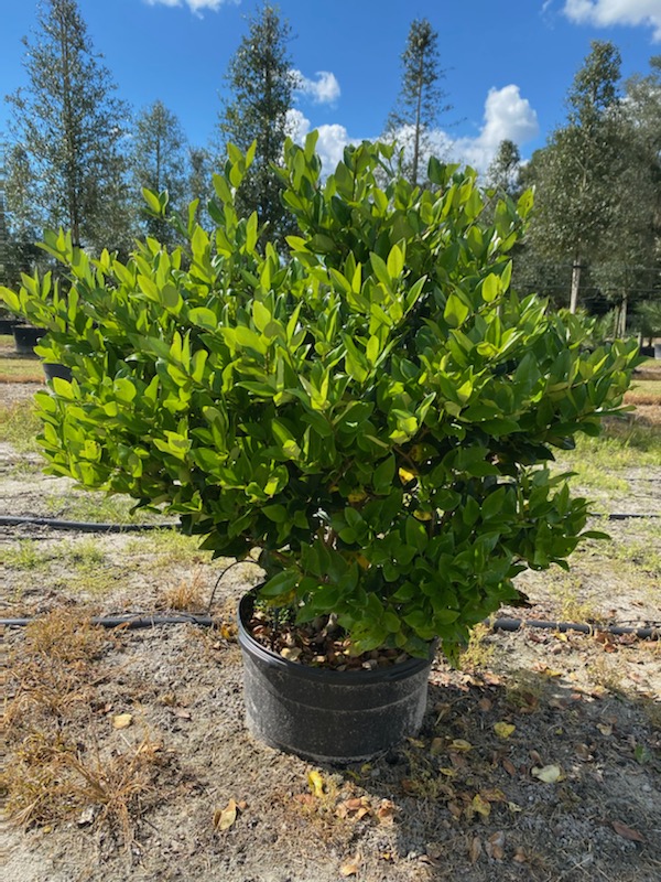 ligustrum-lucidum-glossy-privet-chinese-privet