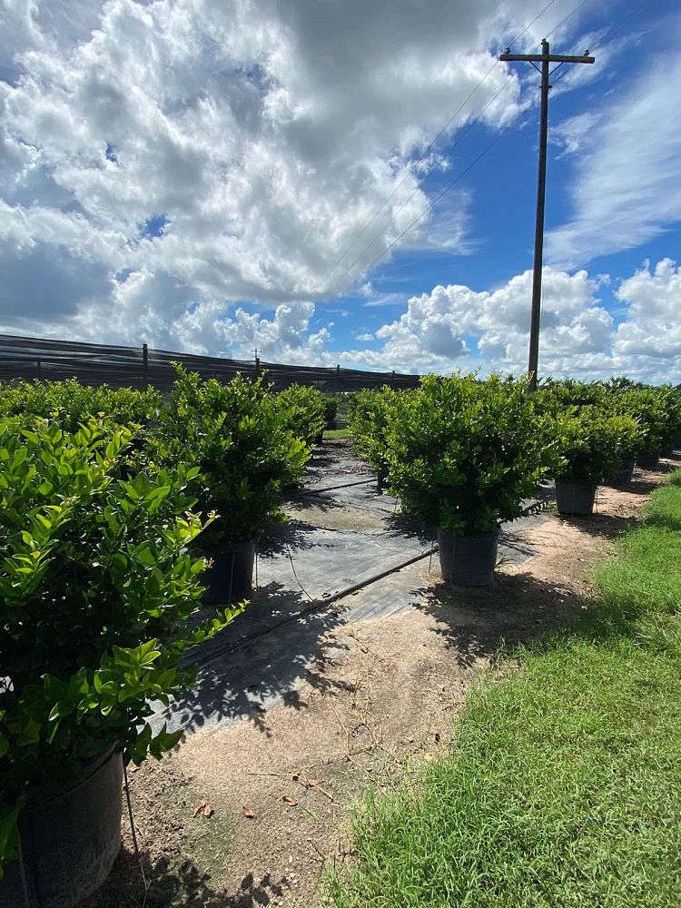 ligustrum-lucidum-glossy-privet-chinese-privet